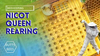 HOW TO USE THE  NICOT  QUEEN REARING SYSTEM_ Raising  Your Own Queen Bees