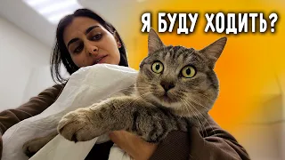 Чака отдала на реабилитацию. Научат ли его ходить? Тишка прибыл ко мне в Москву.