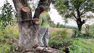 Like bonsai !! Cut down 2 trembesi trees at the rice fields.