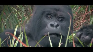 Oeganda | Oog in oog met gorilla's en andere wilde dieren