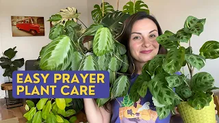 How to Grow Prayer Plant | Maranta Varieties