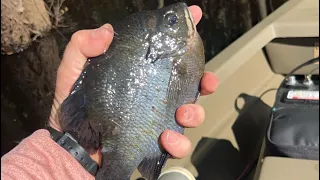 Waccamaw River Bream Fishing (52 Total)