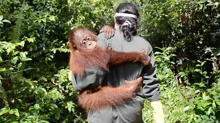 Adorable Baby Orangutan Only Wants To Be Carried Around