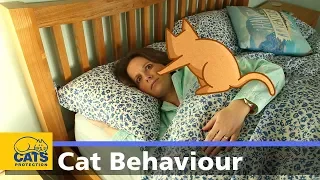 🐱 Cats and night-time waking | Cats Protection behaviour guides
