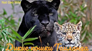 Nat Geo Wild.Дикие кошки Таиланда.