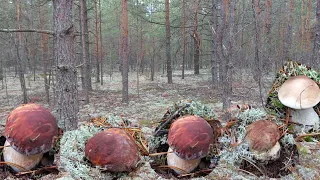 Грибы проснулись и в этом сказочном Лесу , Лес спал три года  а я ждала этих боровичков