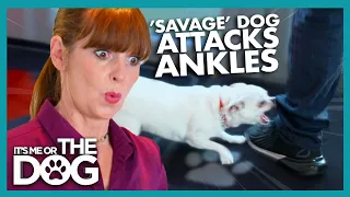 'Savage' Chihuahua Attacks People's Ankles | It's Me or The Dog