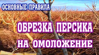 СЕКРЕТЫ обрезки персика на омоложение! / secrets of pruning peach for rejuvenation