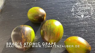 Brad's Atomic Grape Tomate - Tomatenzauber.de