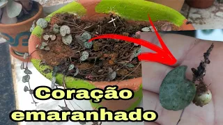 CORAÇÃO EMARANHADO MOMENTO DE REPLANTAR.