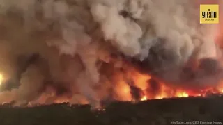 Лесные пожары в Австралии: полмиллиарда погибших животных