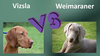 Vizsla VS Weimaraner - Breed Comparison - Differences between Weimaraner and Vizsla