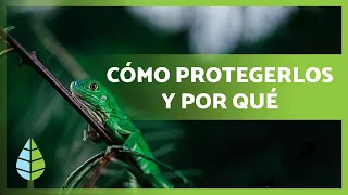 PROTEGER a los animales en PELIGRO de EXTINCIÓN 🐼🐯 ¿Por qué es importante? ¿Cómo ayudar?