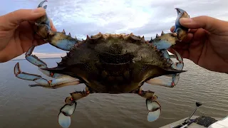 Maryland Blue Crab Catch and Cook . Trotline Crabbing the Choptank River