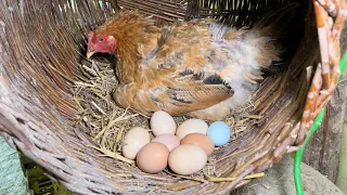 Farm Life | Harvesting chicken eggs, duck eggs, muscovy duck eggs on the farm