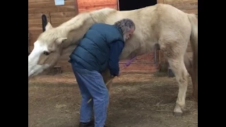 Benny the Horse Needs Itchy Scratchy