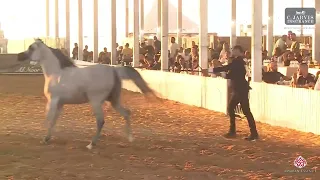 N.297 D ALMAS AL AYAL - Israel Breeders' Show 2023 - Fillys 2 Years Old Class D (Class 28)