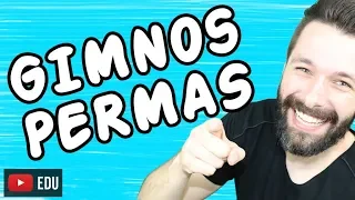 GIMNOSPERMAS - BOTÂNICA - Aula | Biologia com Samuel Cunha