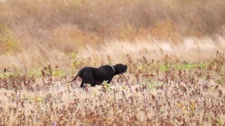 Black Pointer. Чёрный пойнтер Лакки