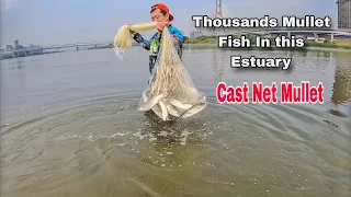 Thousands Of Mullets Fish In Here - Amazing Cast Net Fishing Mullet On The Estuary