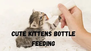 Cute Kittens Bottle Feeding 😍😘 | Cute Kittens 😚 | Cute Kittens Playing😍😘