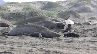 A smaller elephant seal community in San Simeon - January 2022