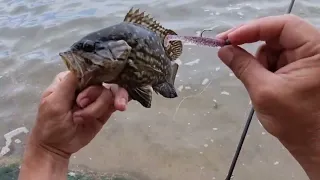 Impressionante a variedade de peixes usando esta isca artificial. Como pescar nas Pedras da Praia?