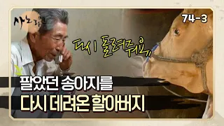 [사노라면] 74-3 슬퍼하는 소를 위해서 팔았던 송아지를 더 비싼 값으로 다시 데려온 할아버지  MBN 130709 방송