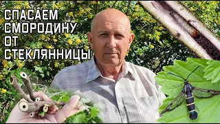 Обрезаем и спасаем смородину от стеклянницы