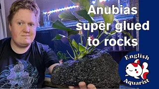 How to super glue plants to rocks Anubias Goldfish and Cichlids.