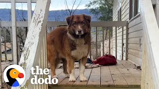 Sweet Dog Is Left Behind When Couple Breaks Up | The Dodo