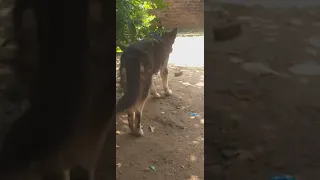 German sheperd attack to iguana 😲😳