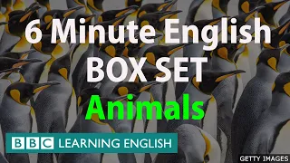 BOX SET: 6 Minute English - 'Animals ' English mega-class! 30 minutes of new vocabulary!