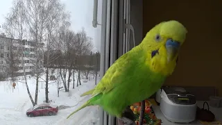 САМОЕ ВЕСЕЛОЕ УТРЕННЕЕ ПЕНИЕ ВОЛНИСТОГО ПОПУГАЯ ▶️КРАСИВОЕ ПЕНИЕ ПОПУГАЯ ТОШИ /зеленый попугайчик TV