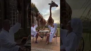 Giraffe headbutts woman #giraffe #shorts #fail