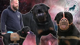 No Trainer Has Been Able To Handle This Rottweiler