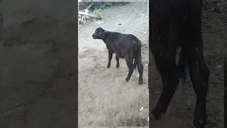 #shorts #trending #shortsfeed #viral #like #comment #cow #cows #cowvideos #100k #1000subscriber