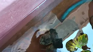 alimentando con pollo a Loki, tortuga lagarto (Chelydra serpentina)