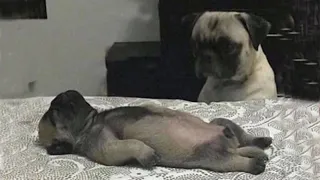 Can't Stop Laughing😂 - Funny Cat And Dog Videos #43🐱🐶 | Funny Pet Videos B.C