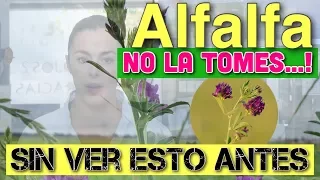 🌟 ALFALFA PROPIEDADES ❇️ y BENEFICIOS probados científicamente