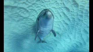 My Friend Wild Bottlenose Dolphins in Hawaii