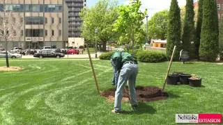 Planting Trees at the Correct Depth