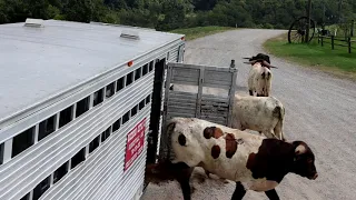 Cattle Corral Designs for Efficiency, Safety, and Economy