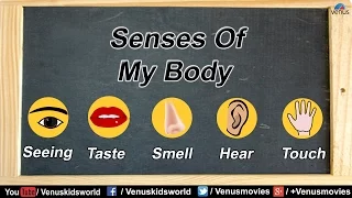 Senses Of My Body