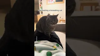 Interrupting a kneading cat, but still can't stop! #shorts #funny #cat