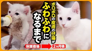 【感動】ボロボロで保護された2匹の仔猫が...ピカピカになりました♪