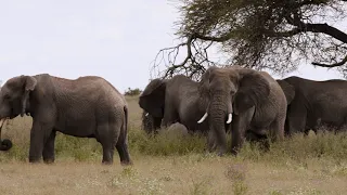 Chobe National Park, Botswana: Learning to live with elephants