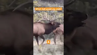 Pick your favorite elk! Hunting #shorts