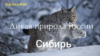 Nat Geo Wild. Дикая природа России. Сибирь.