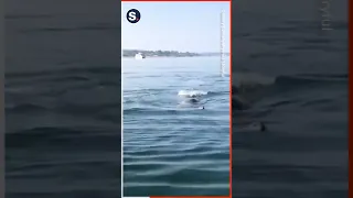 Woman’s Close Encounter With Orca Reveals Her Worst Fear